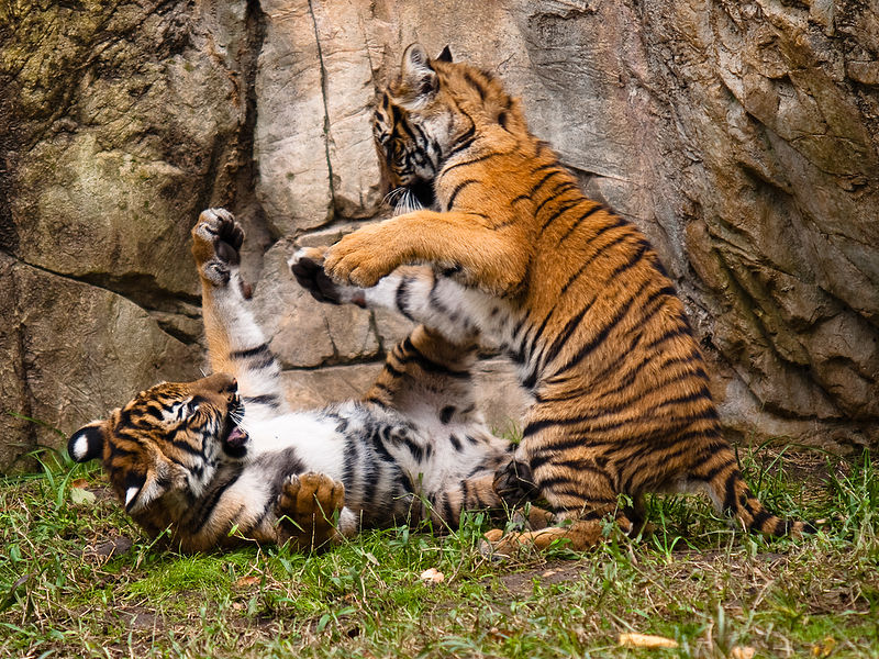 Jeunes tigres de Malaisie en train de jouer. Le tigre tient une place importante dans les mythologies asiatiques. En Inde il est le symbole de la royauté et du pouvoir divin. © Malcolm, Wikipédia, CC BY-SA 2.0