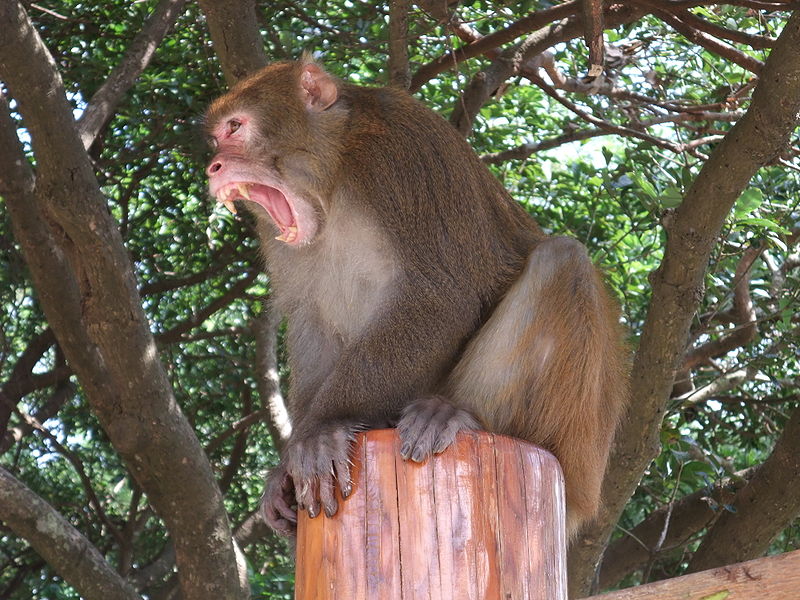 La femelle du macaque rhésus effectue une gestation de 166 jours. © Minghong, GNU FDL Version 1.2