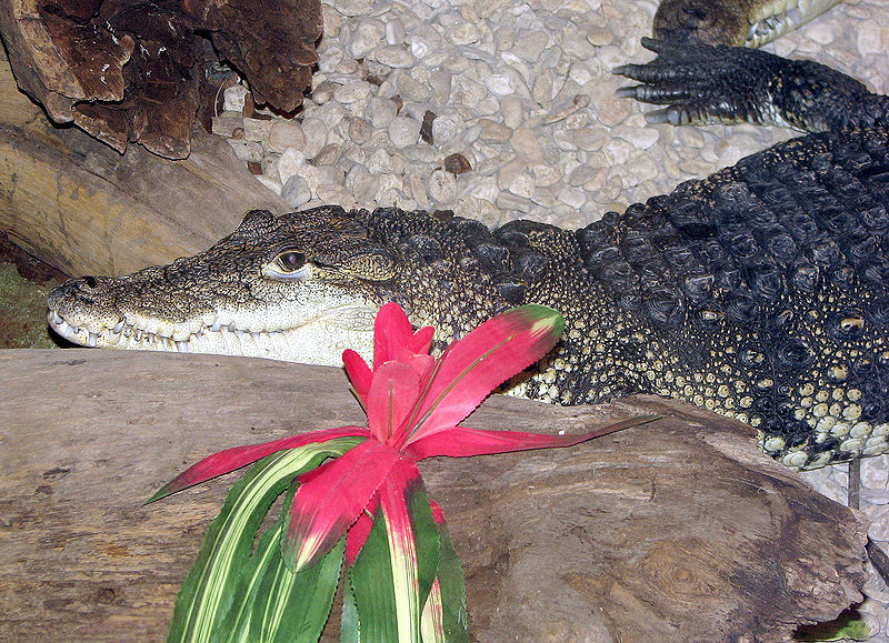 Photo d'un crocodile de Morelet. © Adrian Pingstone, domaine public