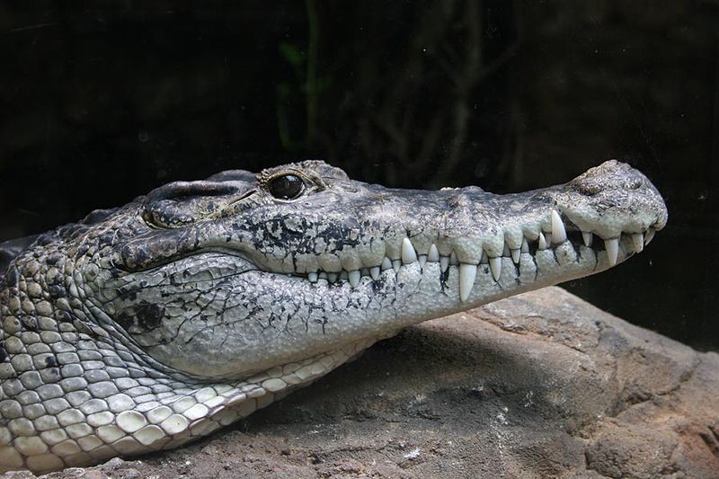 Photo d'un crocodile de Nouvelle Guinée. © Wilfried Berns,  Creative Commons Attribution-Share Alike 2.0 Germany