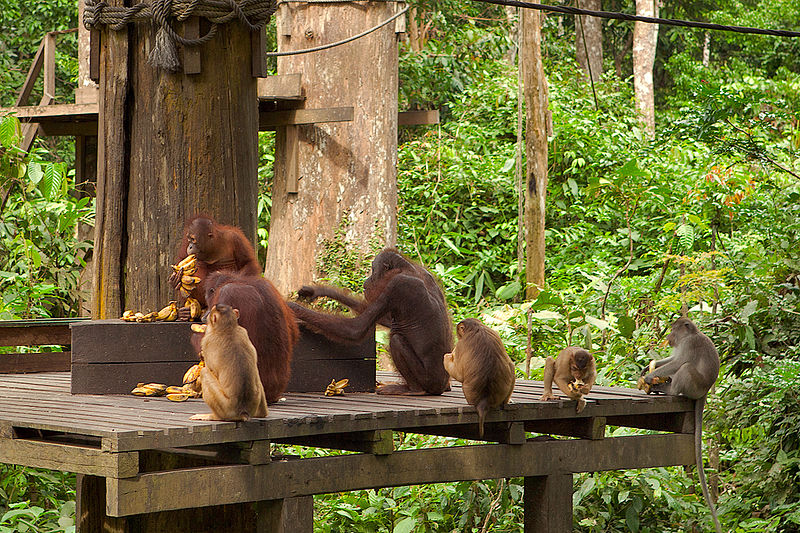 Photo d'orangs outans. © Nino Verde, CC by SA 3.0 