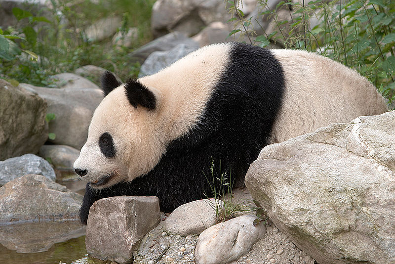 Photo d'un panda géant. © Werner Hölzl, GNU Free Documentation License, version 1.2
