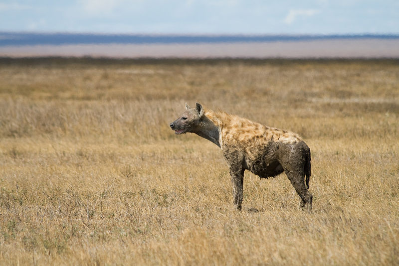 Photo d'une hyène au Serengeti. © Stig Nygaard - CCA 2.0 Generic license 