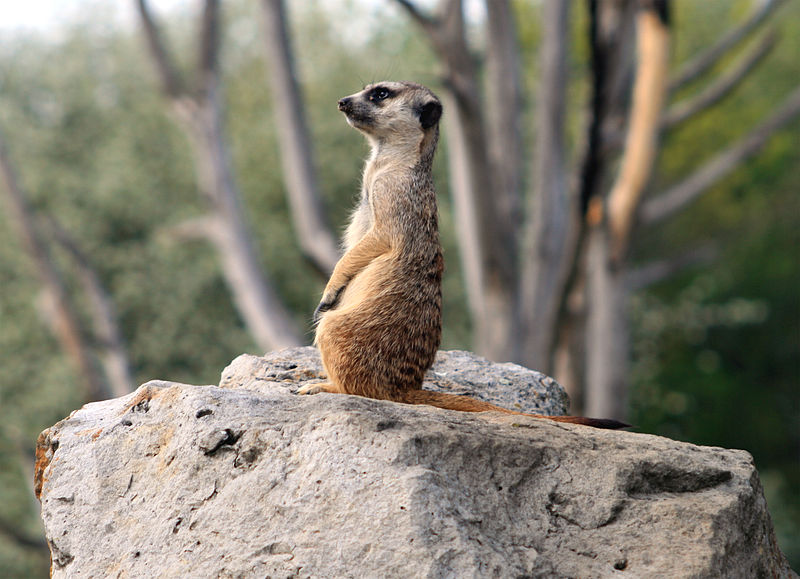 Photo d'un suricate. © Karelj, domaine public