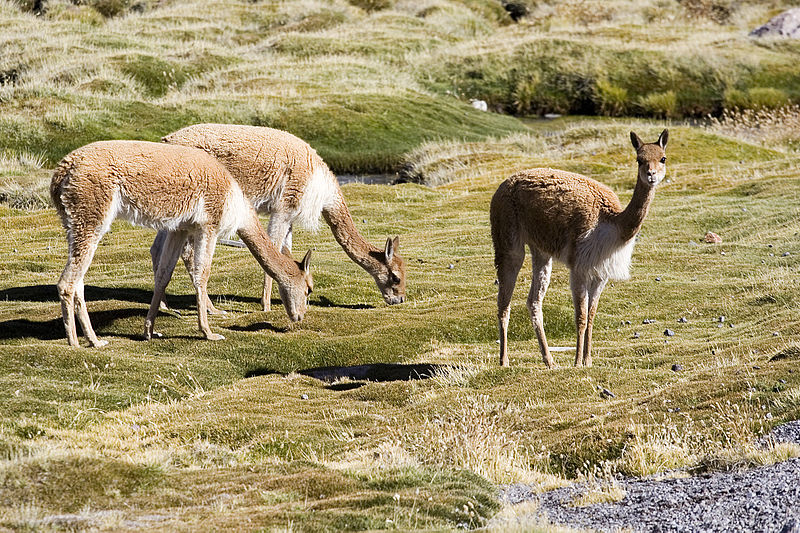Groupe de vigognes à proximité du lac Chungará, au Chili. © Luca Galuzzi, Wikipedia, cc by sa 2.5