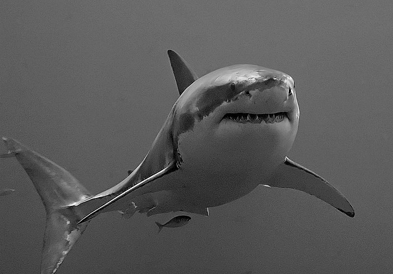 Photo d'un grand requin blanc. © Terry Goss, GNU FDL Version 1.2