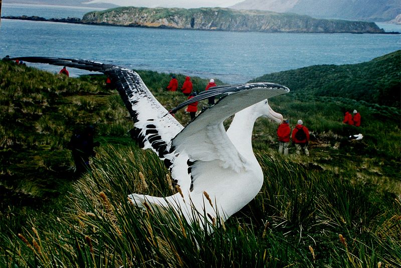 Photo d'un albatros hurleur. © Mila Zinkova, GNU FDL Version 1.2