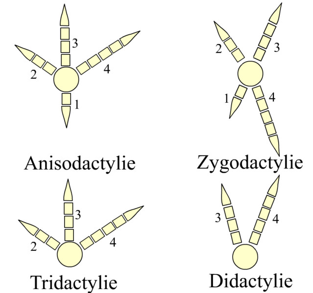 La forme des pattes permet de différencier les oiseaux. © Wikimedia Commons, cc by sa 3.0