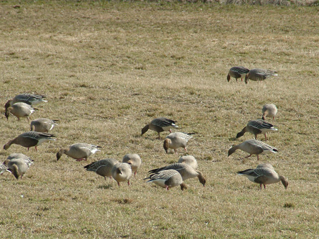 Oies à bec court glanant dans un champ. © Per Ivar Nicolaisen, Wikipédia, GNU 1.2