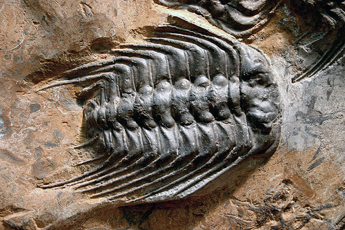 Les arthropodes comme ce trilobite fossile sont des triblastiques. © kevinzim CC by-nc 2.0