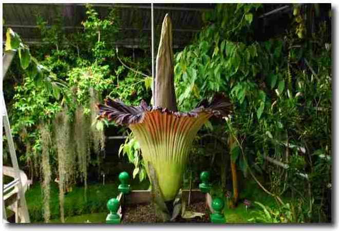 L'Arum Titan (Amorphophallus titanum), la plus grande inflorescence du monde, ici en début de floraison, au conservatoire botanique de Brest, en juin 2009. La partie rouge et verte est une spathe. © Conservatoire botanique de Brest