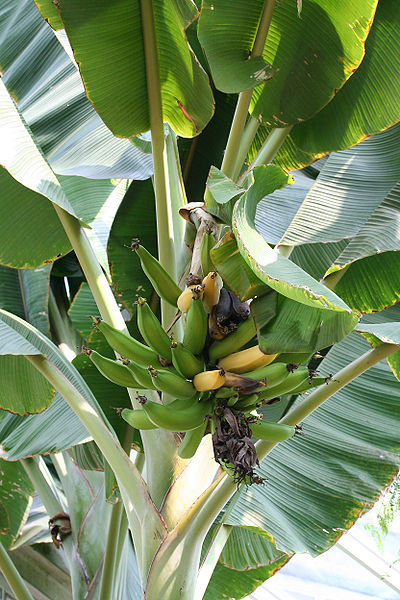 Les bananes étant climactériques, la présence de fruits mûrs au sein du régime accélère le mûrissement des autres fruits. © Jean-Pol GRANDMONT, Wikimédia CC by-sa 2.5