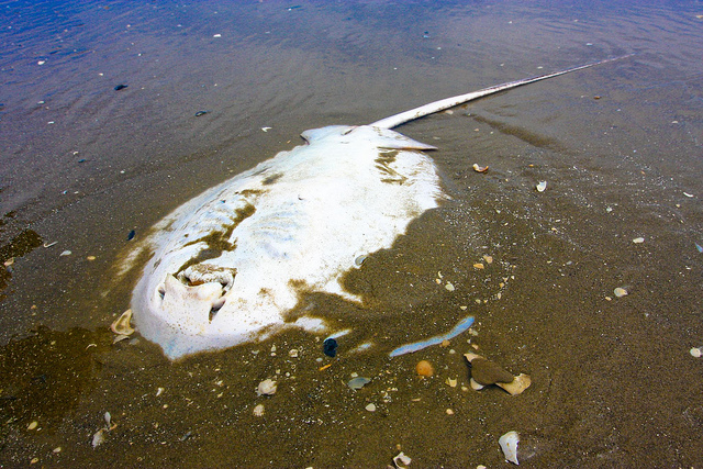 Effet d’un barrage chimique anoxique sur la faune : la mort pour ceux qui s’y aventurent. © Alysha Jordan/New Orleans Lady CC by-nc-sa 2.0
