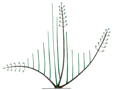 Les rameaux (en vert) issus de bourgeons près de la souche vont pousser plus rapidement que ceux partant plus loin sur la branche (marron). © Pascal Prieur/Raimbault et Chartier 1990