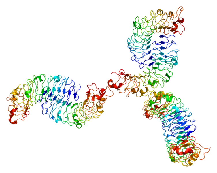 Le biglycane est un protéoglycane constitutif du cartilage articulaire. © Eric/Emw, Wikimedia CC by-sa 3.0