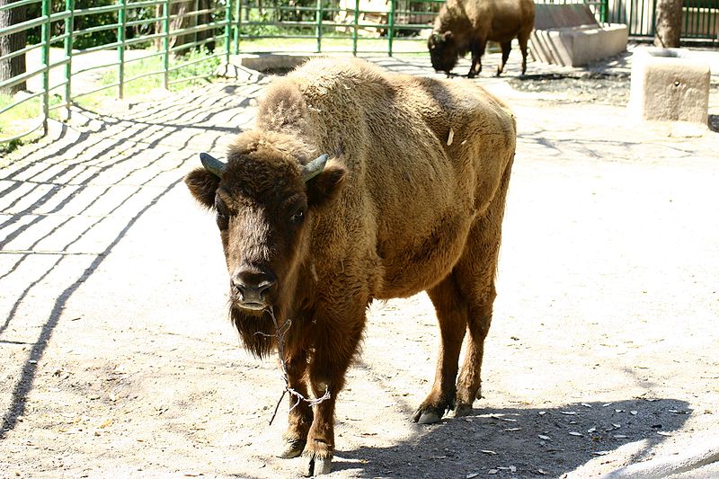 Photo d'un bison d'Europe. © Year of the dragon, GNU FDL, version 1.2