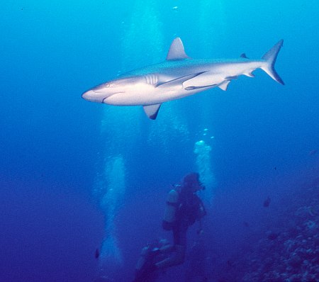 Photo d'un requin dagsit. © Fbattail, GNU FDL Version 1.2