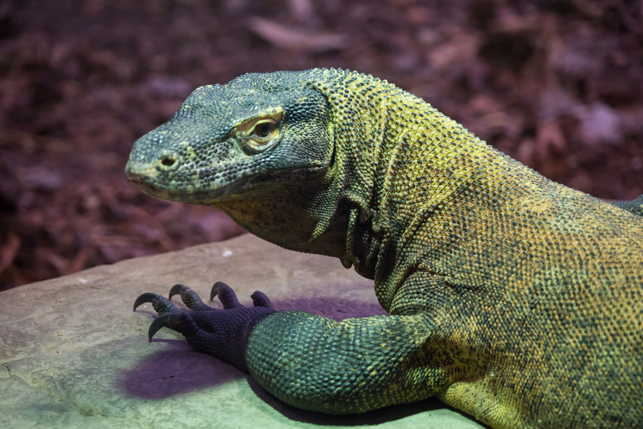 Le dragon de Komodo, un des plus grands sauriens actuels. © Rob Osborne, Flickr