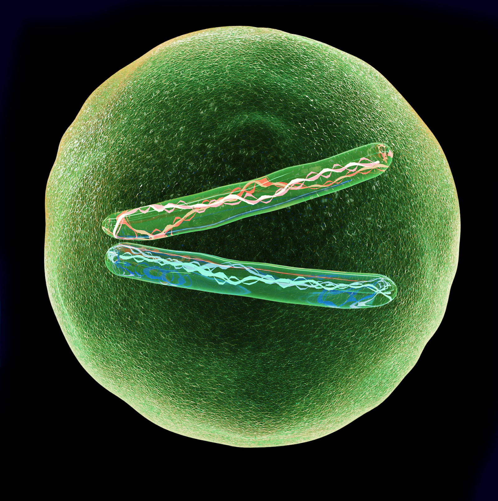 Une cellule haploïde possède un seul exemplaire de chaque chromosome. © Giovanni Cancemi, Fotolia