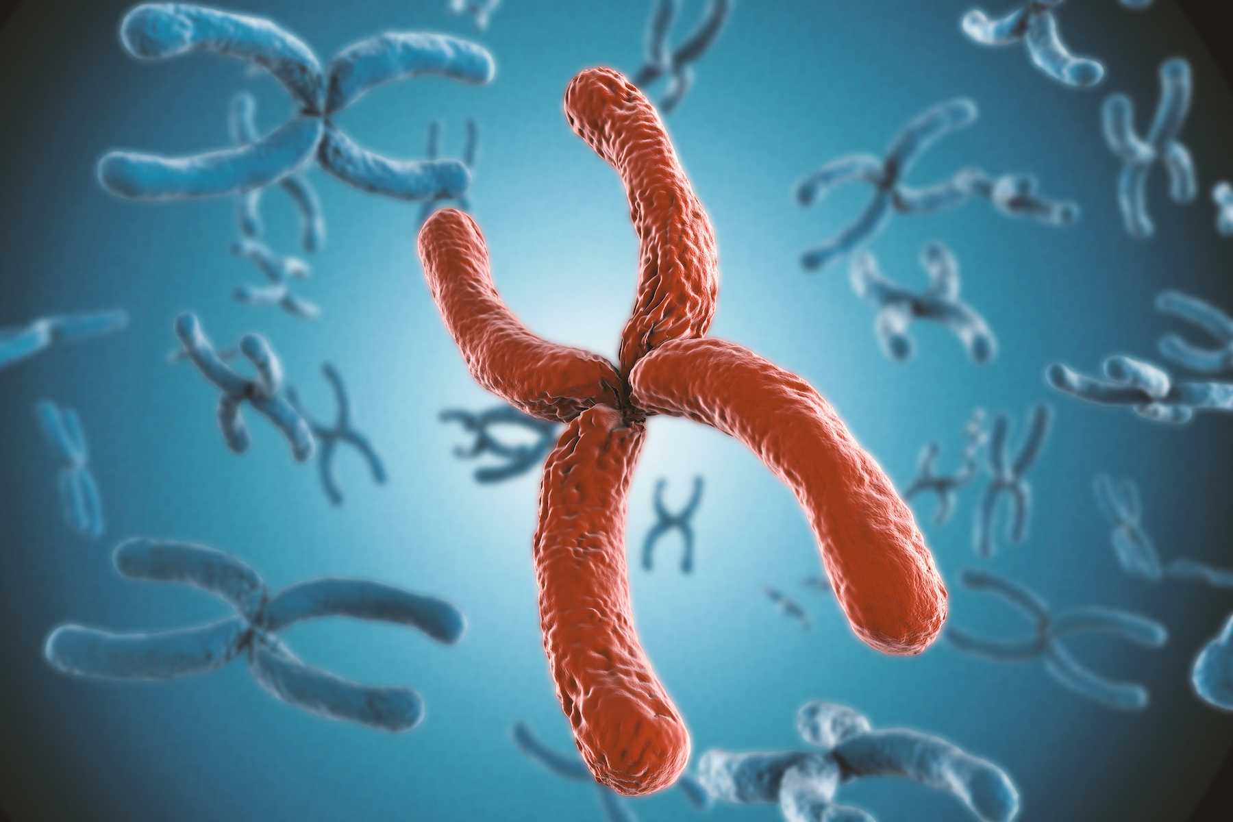 Les 23 paires de chromosome dans l'espèce humaine sont constituées de deux chromatides avant la division cellulaire© Phonlamaiphoto, Adobe Stock