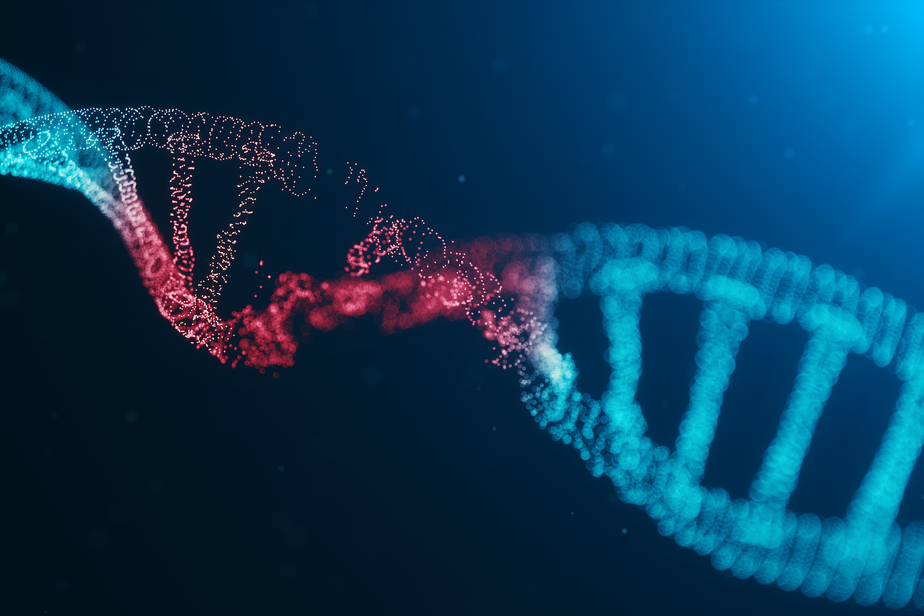 Un intron est une partie non codante de l’ADN qui sert de marqueur au processus d’épissage. © rost9, Adobe Stock