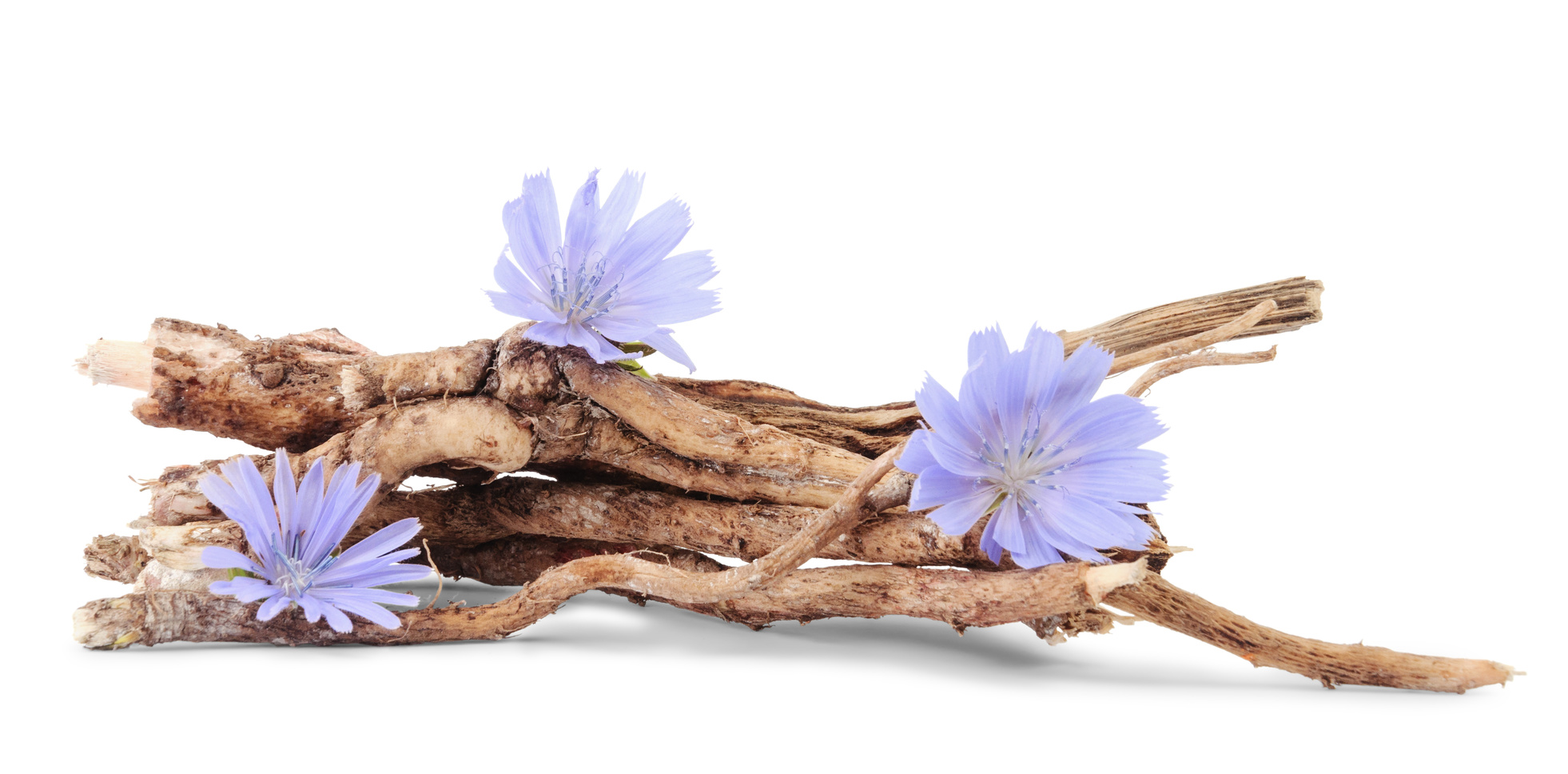 La racine de chicorée est la plante la plus riche en inuline. © Nata Studio, Fotolia