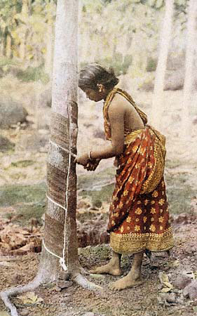 Le latex présent dans les vaisseaux laticifères des hévéas&nbsp;est exploité depuis de nombreuses années. Cette photographie a par exemple été prise en 1920 au Sri Lanka.&nbsp;© Wikimedia common, DP