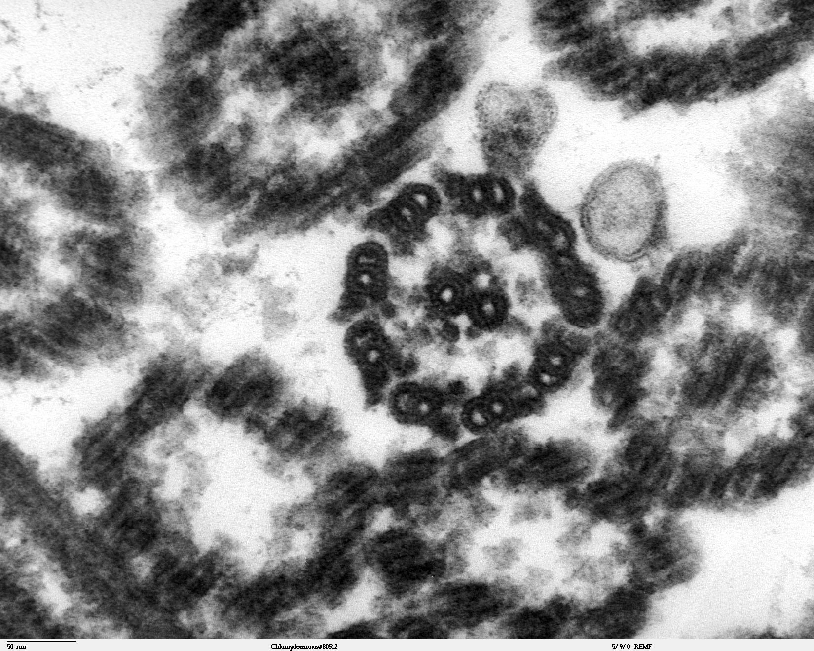 Vue au microscope électronique à transmission d'une section de flagelle de Chlamydomanas reinhardtii. © DR
