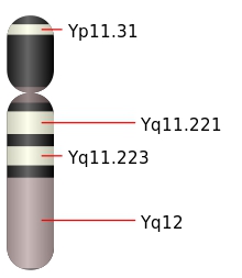 Le chromosome Y est le plus petit du caryotype humain. Il porte différents gènes, dont Sry, situé au niveau du locus Yp11.31. © Mysid, Wikipédia, DP
