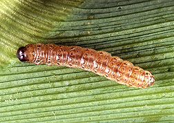 Les larves de la pyrale du maïs causent d'importants dégâts aux cultures de maïs. Les maïs Bt résistent à cet insecte. © United States Department of Agriculture, DP