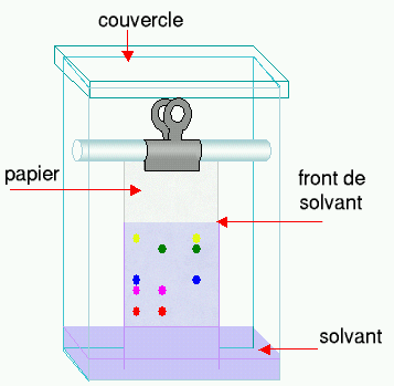 Schéma d'une chromatographie sur papier. © Bloody-libu, Wikimedia cc by sa 3.0