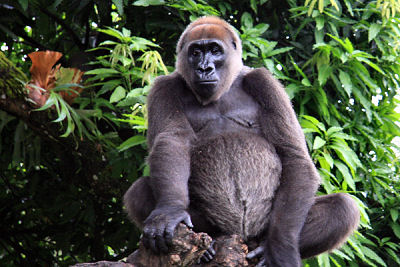 Photo d'un gorille. © arenddehaas, CC by SA 3.0