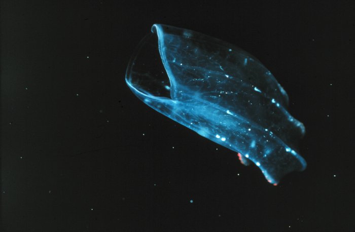 Un cténaire, aussi appelé cténophore. © NOAA/OAR/ National Undersea Research Program