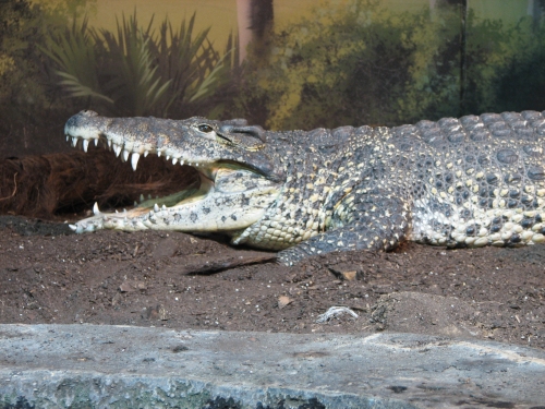 Photo d'un crocodile de Cuba. © Ltshears, domaine public