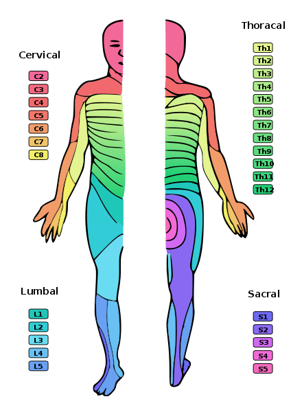 Cartographie des dermatomes du corps humain. © Ralf Stephan, Wikimédia domaine public