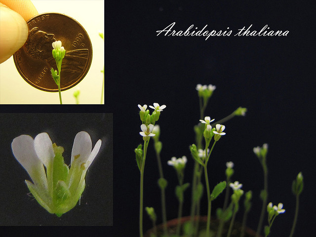 L’écotype WS de l’arabette des dames (Arabidopsis thaliana) est régulièrement utilisé dans la recherche végétale. © BlueRidgeKitties CC by-nc-sa 2.0