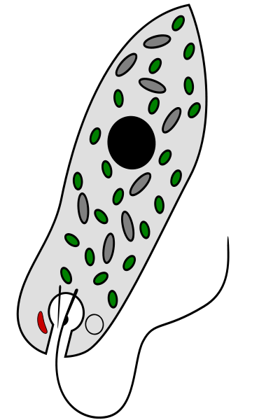 Schéma d’un euglénophyte capable d’absorption (hétérotrophie) et de photosynthèse (autotrophie) grâce à ses chloroplastes, en vert sur le schéma. © Shazz CC by-sa