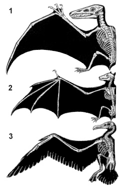 Les ailes homologues du ptérosaure (1), de la chauve-souris (2) et de l’oiseau (3), sont le fruit d’une évolution convergente. © John Romanes, domaine public