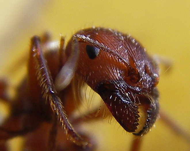 Une fourmi vue de près. La myrmécofaune de la Terre comprend près de 13.000 espèces répertoriées mais il en existe sûrement beaucoup plus. © Steve Jurveton, Flickr, CC by 2.0
