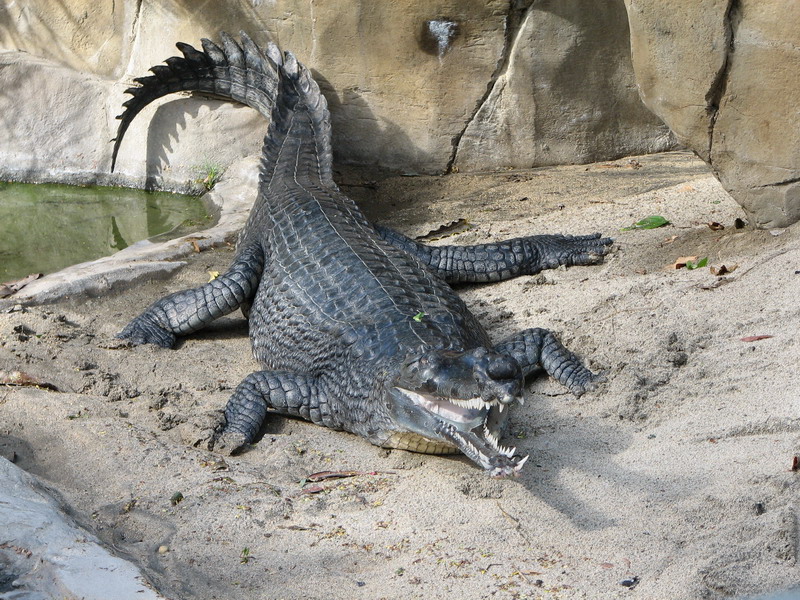 Photo d'un gavial du Gange. © Justin Griffiths, wikipedia domaine publique
