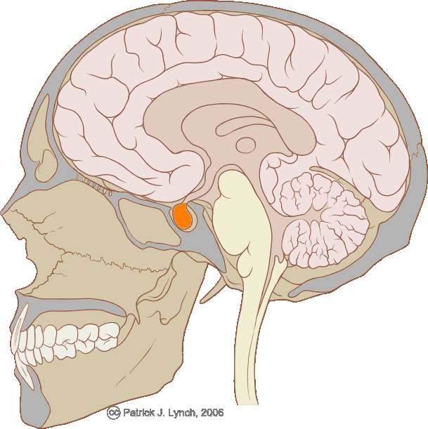 L'hypophyse est une glande endocrine contrôlant des fonctions biologiques variées. Située au cœur du cerveau, l'hypophyse est reliée étroitement à l'hypothalamus. © Patrick J. Lynch / Licence Creative Commons