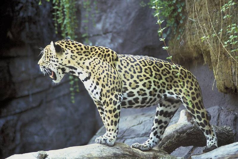 Photo d'un jaguar. © US Fish & Wildlife Service, domaine public