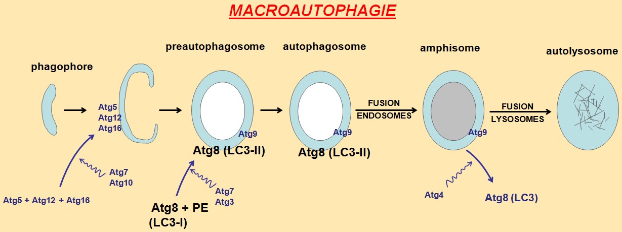 La macroautophagie est un processus biologique complexe, commençant par la formation d'un phagophore qui, à l'aide de protéines (Atg), va évoluer jusqu'en autolysosome, pour venir dégrader une partie du contenu cytoplasmique. © Eb billard, Wikipédia, DP