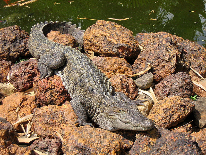 Photo d'un crocodile des marais. © Karunakar Rayker, CC by-SA 2.0