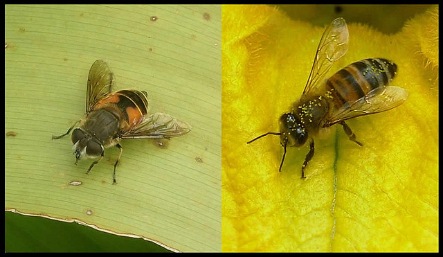 Un exemple de mimétisme batésien : le syrphidé (diptère) de gauche adopte les mêmes colorations que l’abeille de droite. Il profite ainsi de la crainte suscitée par le dard des abeilles sans en avoir un lui-même. © Edwin Bellota CC by-nc-sa 2.0