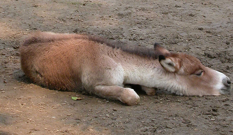 L'onagre, l'âne sauvage, vit dans des zones désertiques ou semi-désertiques. Plusieurs projets seraient en cours pour le réintroduire dans la nature en Israël ou en Ouzbékistan. © snowyowls, Wikimedia Commons, cc by sa 2.0
