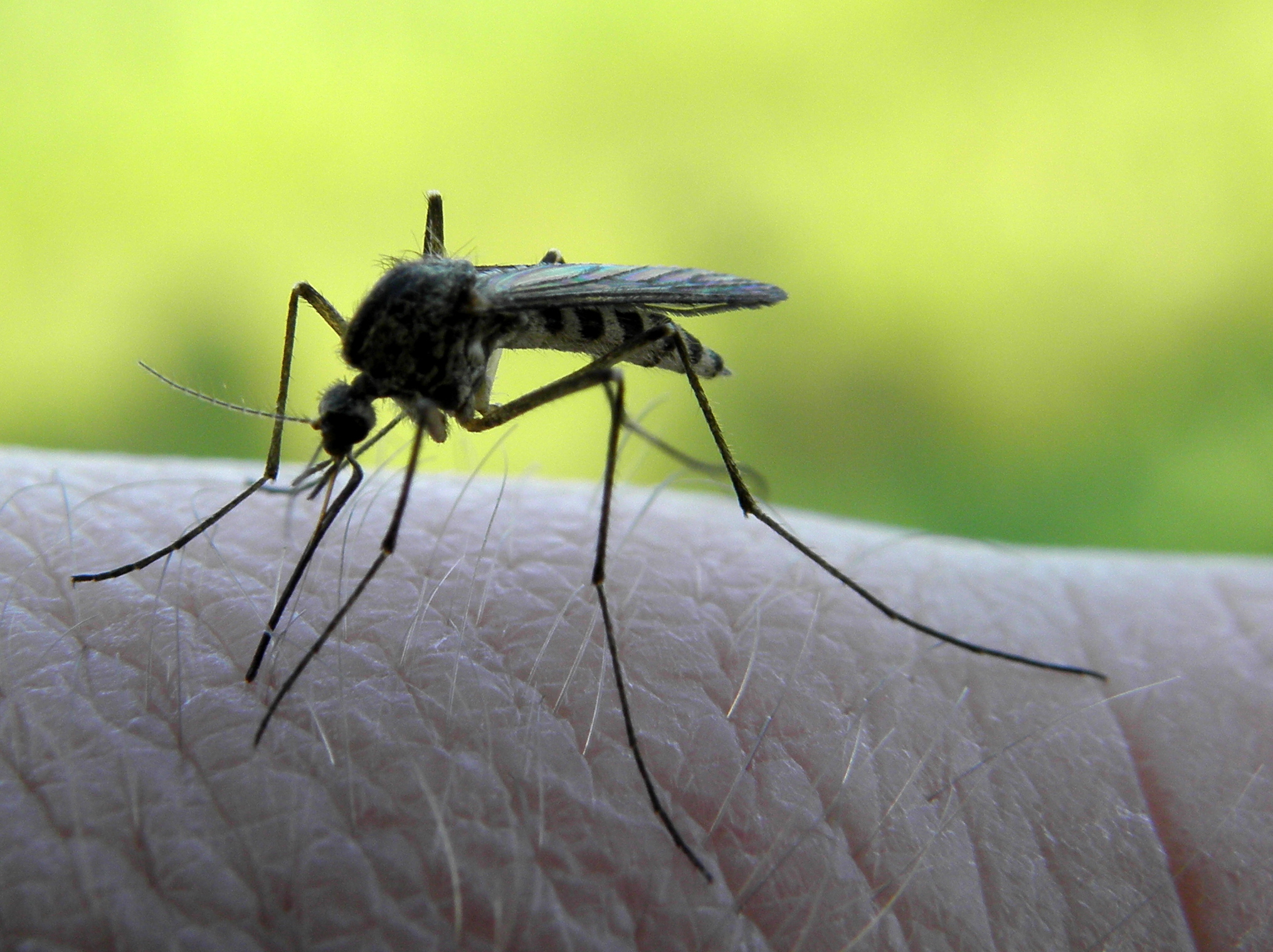 Les moustiques, qui sont des insectes, font partie des invertébrés. © Tomasz Jagliski, Flickr, cc by nc sa 3.0
