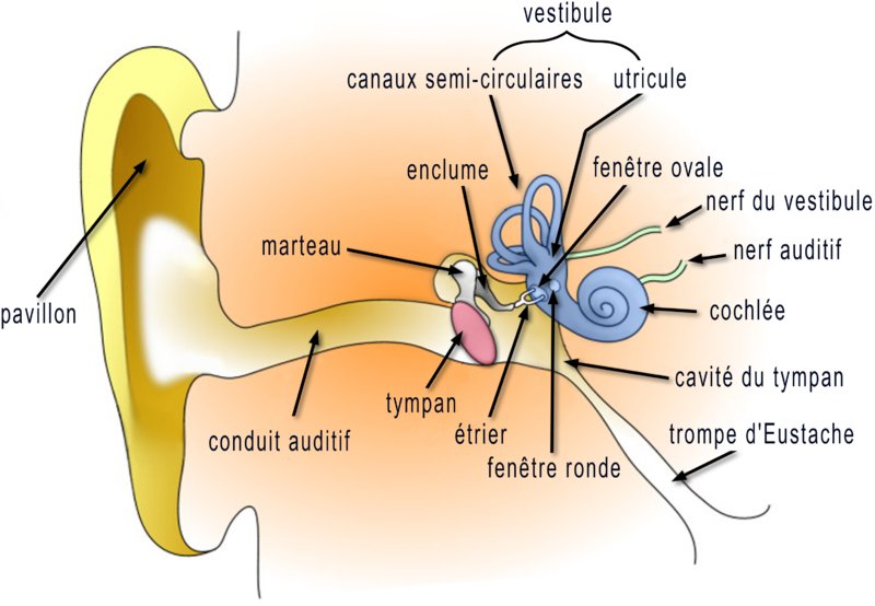 L'oreille humaine est arbitrairement considérée comme constituée de trois parties, externe, moyenne et interne. L'oreille interne comprend la cochlée (organe de l'audition), avec le départ du nerf auditif, le vestibule, l'organe de l'équilibre. C'est cette partie qui est touchée par un produit ototoxique. © Domaine public