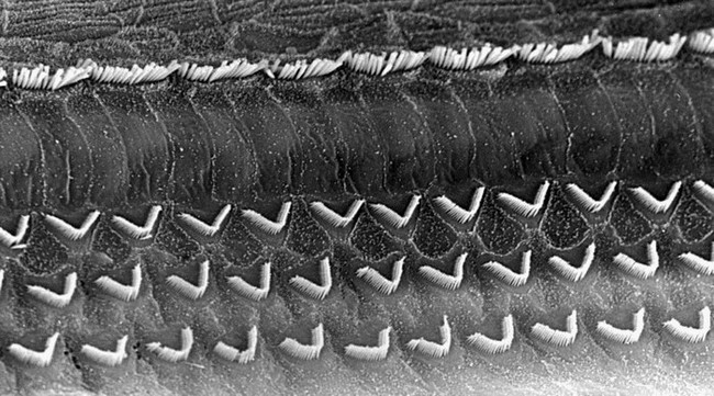 Vue, au microscope électronique à balayage, de la surface de l'organe de Corti, dans la cochlée d'un rat. On remarque les cils des cellules ciliées. Dans les différents groupes, les cils de ces cellules présentent des fréquences de résonance différentes et sont donc sensibles à une gamme étroite du spectre sonore. © Marc Lenoir/Cochlea.org