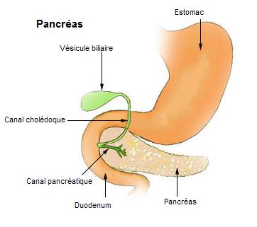 Le pancréas déverse le suc pancréatique au niveau du duodénum, et les hormones directement dans le sang. © DR